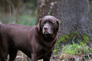Canine aging and frailty